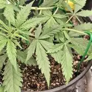 First Auto