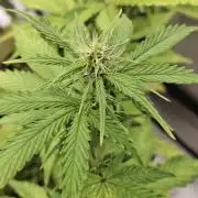 First Auto