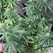 First Auto