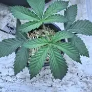 Pineapple chunck🍍