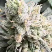 Blueberry Muffin clone 1