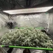 Blueberry muffin clone two