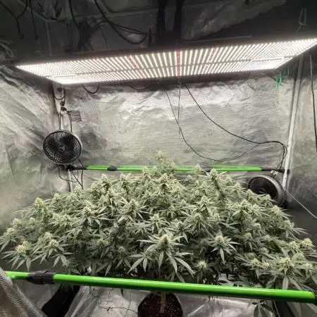 Blueberry muffin clone two