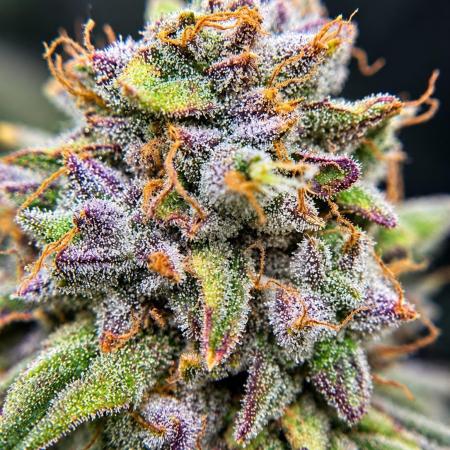 Blueberry Muffin clone 1