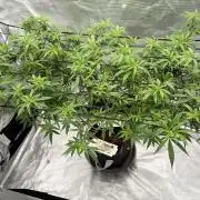 Blueberry muffin clone two