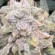 Blueberry Muffin clone 1