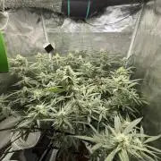Blueberry Muffin clone 1