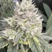 Blueberry Muffin clone 1