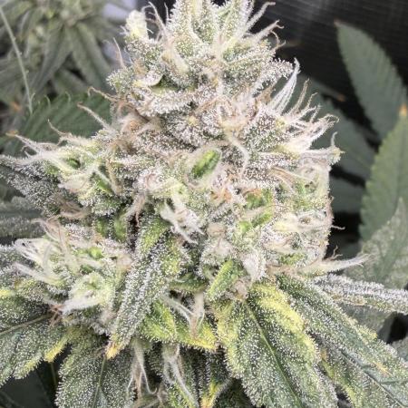 Blueberry Muffin clone 1