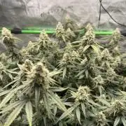 Blueberry muffin clone two