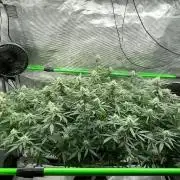 Blueberry muffin clone two