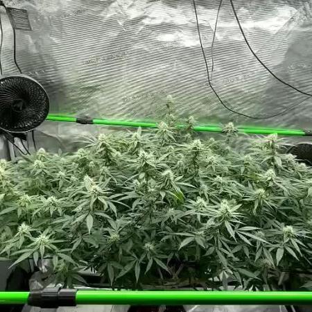 Blueberry muffin clone two
