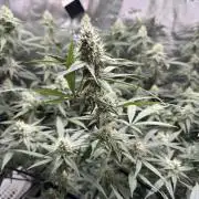 Blueberry Muffin clone 1