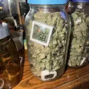 Blueberry Muffin clone 1
