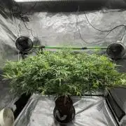 Blueberry muffin clone two