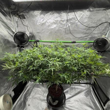 Blueberry muffin clone two