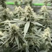 Blueberry muffin clone two