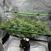 Blueberry muffin clone two