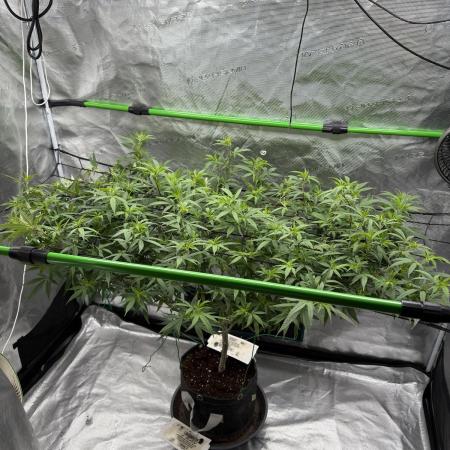Blueberry muffin clone two