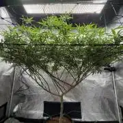 Blueberry muffin clone two