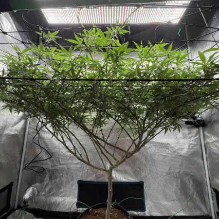 Blueberry muffin clone two