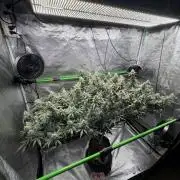 Blueberry muffin clone two
