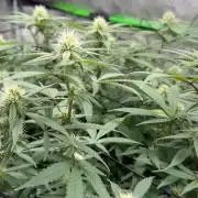 Blueberry muffin clone two