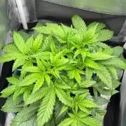 Uk Cheese Auto