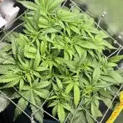 Uk Cheese Auto
