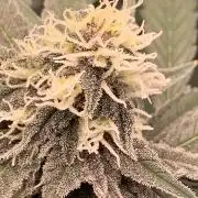 Burn Bae’s Garden