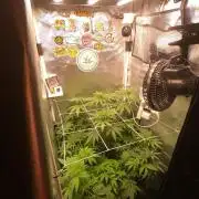 Burn Bae’s Garden