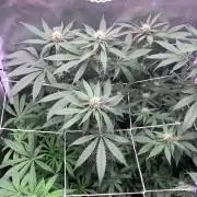 Burn Bae’s Garden