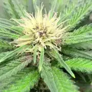 Burn Bae’s Garden