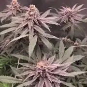 Burn Bae’s Garden