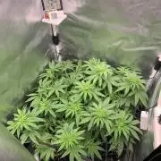 Burn Bae’s Garden