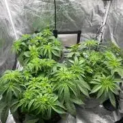 Mimosa X Orange Punch & Bubblegum Gelato
