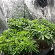 Mimosa X Orange Punch & Bubblegum Gelato