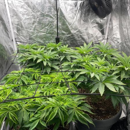 Mimosa X Orange Punch & Bubblegum Gelato