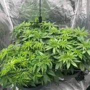 Mimosa X Orange Punch & Bubblegum Gelato