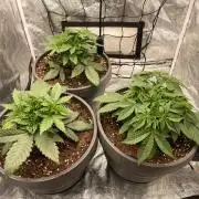 Mimosa X Orange Punch & Bubblegum Gelato