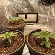 Mimosa X Orange Punch & Bubblegum Gelato