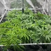Mimosa X Orange Punch & Bubblegum Gelato