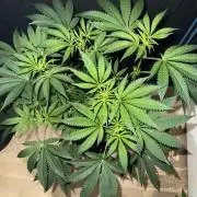 Money maker greenhouse💰