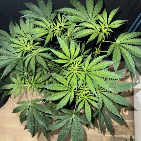 Money maker greenhouse💰