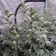 Super boof barney’s farm🍒