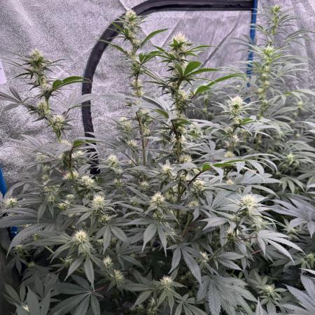 Super boof barney’s farm🍒