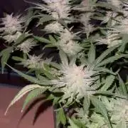 Frosted guava auto