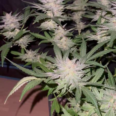 Frosted guava auto☃️