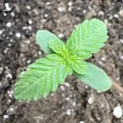 Superboof XL auto 🔥