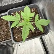 Amaretto tarmac🥧